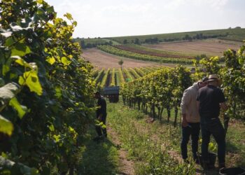 Weingut Zwölberich startet mit neuem Team und Neuausrichtung seiner Marke in die Zukunft